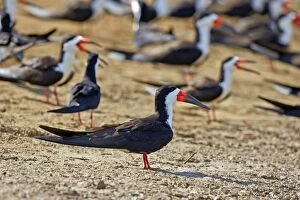 Images Dated 24th August 2014: Black Skimmer group resting on the bank of the river