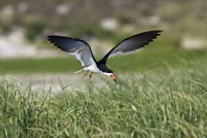 Images Dated 19th April 2006: Black Skimmer - landing in Long Island. New York colony in August - USA