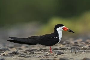 Images Dated 11th November 2016: Black Skimmer, Los Llanos, Colombia