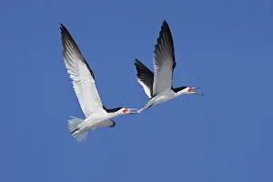 Skimmers Prints: Black Skimmer - Males chasing each other at colony on Long Island, New York, USA, August
