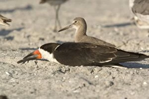 Images Dated 17th February 2006: Black skimmer, resting during the day