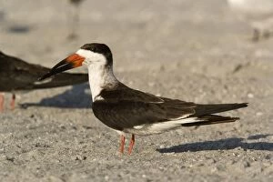 Images Dated 17th February 2006: Black skimmer, resting during the day