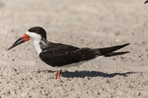 Birding Gallery: Black Skimmer, Rynchops niger, resting on beach, in winter. Florida. Date: 15-Apr-19