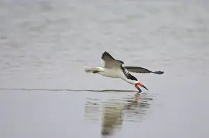 Skimmers Prints: Black Skimmer skimming. Fort de Soto, florida, USA BI001420