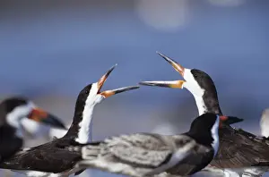Skimmers Prints: Black Skimmers - courting