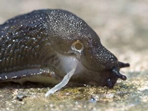 Images Dated 7th October 2013: Black Slug
