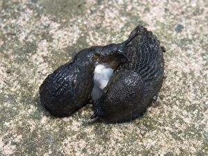 Images Dated 7th October 2013: Black Slugs