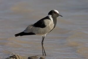 Images Dated 28th February 2006: Black Smith / Blacksmith Lapwing (Plover) Standing in gently lapping water Fisher's Pan
