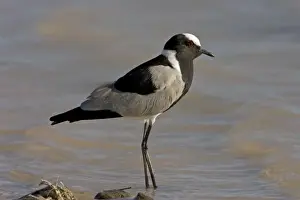 Black Smith / Blacksmith Lapwing (Plover) Standing in gently lapping water Fisher's Pan, Etosha National Park, Namibia, Africa