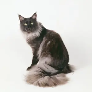 Black Smole Maine Coon Cat JD 16043 &copy; John Daniels / ARDEA LONDON