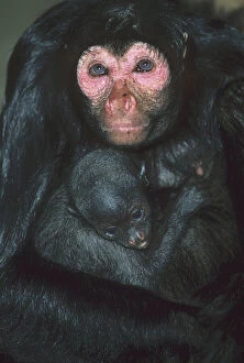 Faced Gallery: Black Spider Monkey, (A. paniscus paniscus)