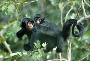 BLACK SPIDER MONKEY - adult and baby in tree