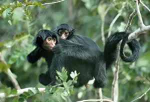 Piggyback Prints: Black Spider Monkey with baby - Brazil