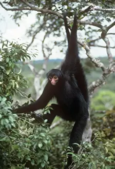 Brazil Prints: Black Spider Monkey - hanging from tree -Roraima, Brazil, South America