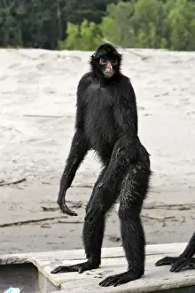 Black Spider Monkey Madre de Dios River Peru