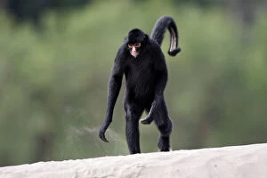 Images Dated 2nd September 2006: Black Spider Monkey Madre de Dios River. Peru