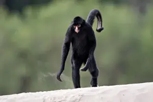 Walking Prints: Black Spider Monkey Madre de Dios River. Peru