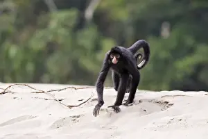 Black Spider Monkey Madre de Dios River Peru