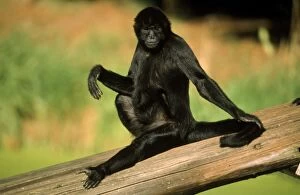 Black Spider Monkey - male sunbathing