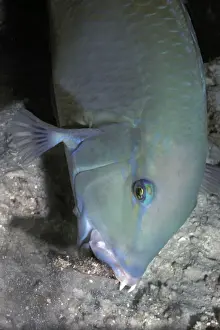 Wrasses Prints: Black Spot Tuskfish - The wrasse who Valerie helped find crabs by helping it to dig holes in the rubble