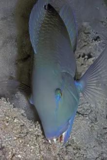 Wrasses Prints: Black Spot / Venus Tuskfish - The wrasse who Valerie helped find crabs by helping it to dig holes in the rubble
