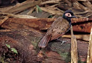 Black-spotted Bare-eye