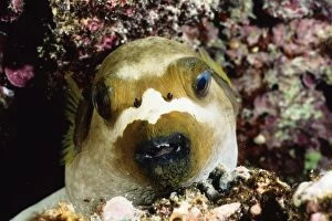 Black-spotted or Dog-faced pufferfish asleep