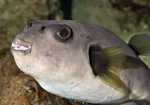 Pufferfish Prints: Black Spotted Puffer, coastal reefs and shallow waters, Indo-Pacific