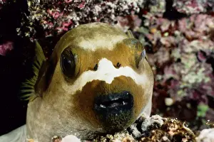Black-spotted pufferfish (Arothron nigropunctatus) asleep on the reef at night. Ribbon Reef Number 3, Great Barrier Reef Marine Park, Queensland, Australia