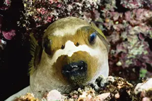 Black-spotted pufferfish (Arothron nigropunctatus) asleep on the reef at night. Ribbon Reef Number 3, Great Barrier Reef Marine Park, Queensland, Australia