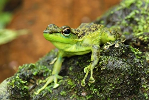 Images Dated 24th November 2007: Black-spotted Rock Frog - Danum Valley Conservation Area - Sabah - Borneo - Malaysia