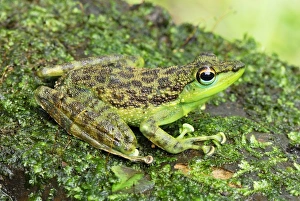 Images Dated 24th November 2007: Black-spotted Rock Frog - Danum Valley Conservation Area - Sabah - Borneo - Malaysia