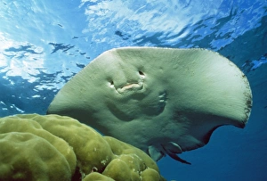 Images Dated 20th June 2008: Black-spotted Stingray Maldives, Indian Ocean