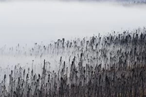 Burnt Gallery: Black Spruce Trees dead from forest fire covered