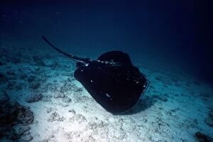 Images Dated 9th March 2007: Black Stingray / Cowtail ray - and alternative Latin is Pastinachus sephen