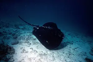 Black Stingray / Cowtail ray - and alternative Latin is Pastinachus sephen
