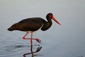 Black Stork - feeding in shallow lagoon - on spring
