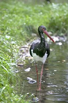 Images Dated 2nd October 2004: Black Stork. France