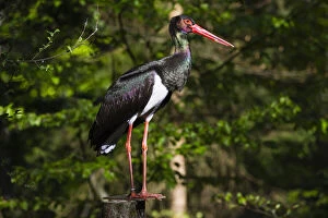 Black Stork - male, perched on post in forest, Bavarian Forest, Bavaria, Germany Date: 11-Feb-19