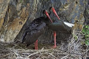 Images Dated 15th April 2008: Black Stork - pair at nest