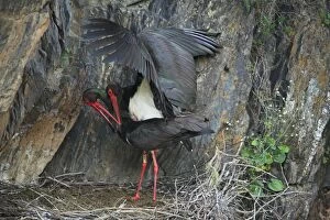 Images Dated 16th April 2008: Black Stork - pair at nest, copulating
