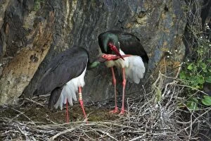 Black Stork - pair at nest, displaying