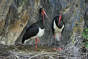 Black Stork - pair at nest, Portugal