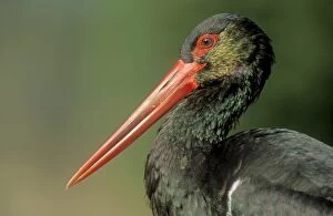 Images Dated 2nd August 2005: Black Stork - portrait