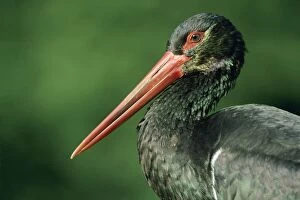 Black Stork - Portrait showing iridescent plumage