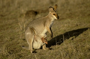 Black-striped Wallaby - with joey in pouch Black-striped Wallaby - with joey in pouch