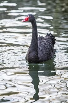 Images Dated 28th January 2015: Black Swan