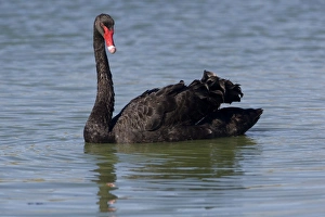 Black Swan