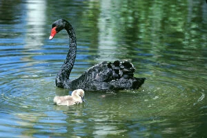 Images Dated 11th March 2011: Black Swan and Cygnet, in Northern Territory