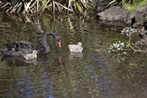 Images Dated 20th August 2011: Black Swan - with cygnets